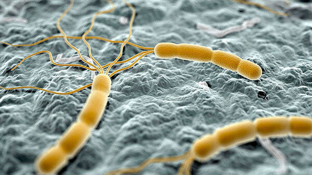 Helicobacter pylori ist verantwortlich für Geschwüre im Magen und im Zwölffingerdarm. Die Frage ist: Wie gelangt der Keim in die Mundhöhle? |