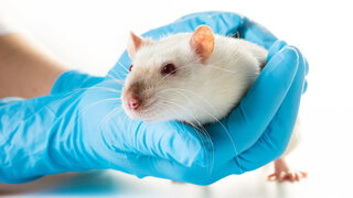 hands in medical gloves hold a rat on white background
