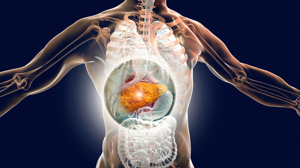 Liver with cirrhosis inside human body Liver with cirrhosis inside human body. 3D illustration