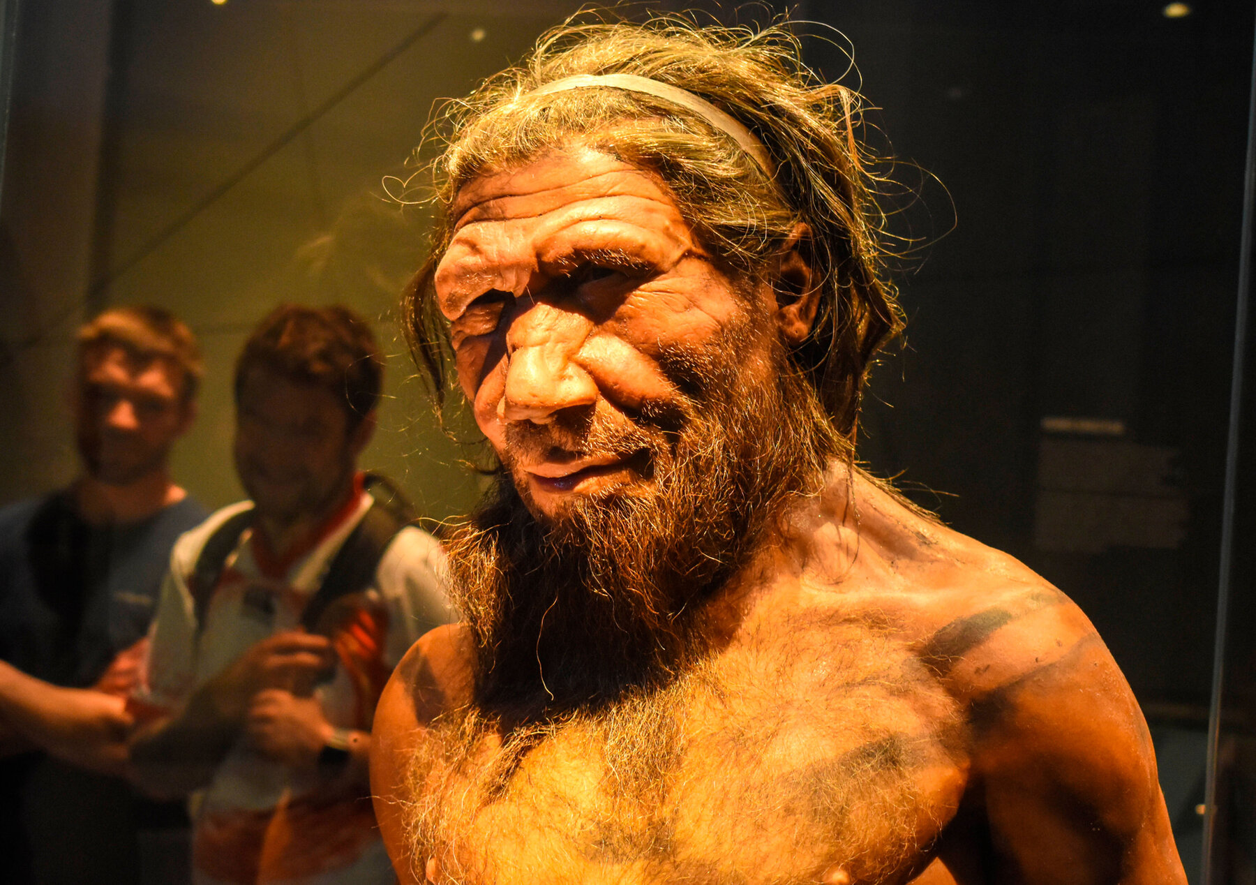 Erwachsener männlicher Neandertaler, ca. 40.000 Jahre. Erwachsener männlicher Neandertaler, ca. 40.000 Jahre.