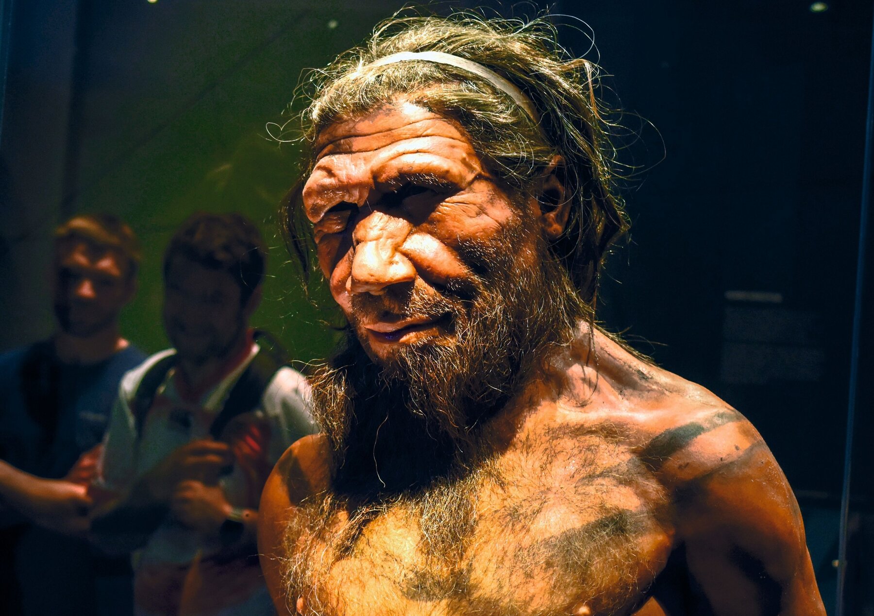Erwachsener männlicher Neandertaler, ca. 40.000 Jahre. Erwachsener männlicher Neandertaler, ca. 40.000 Jahre.